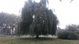 WILLOW20140918_085503